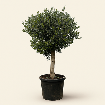 Olivenbaum – Olea europaea 'Lorc' - 180cm- Ø50 - Luna's Leaf Co. 