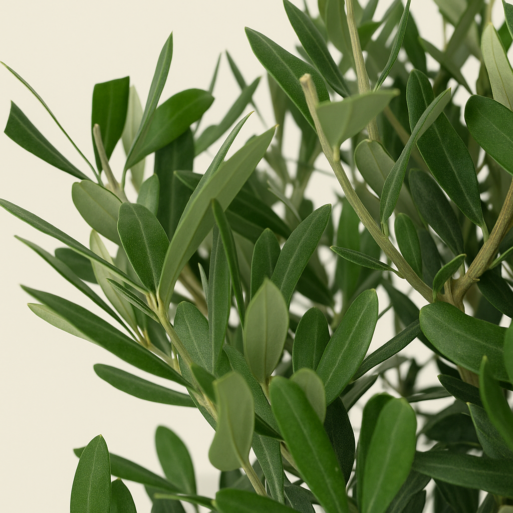 Olivenbaum auf Stamm – Olea europaea - 160cm- Ø24 - Luna's Leaf Co. 