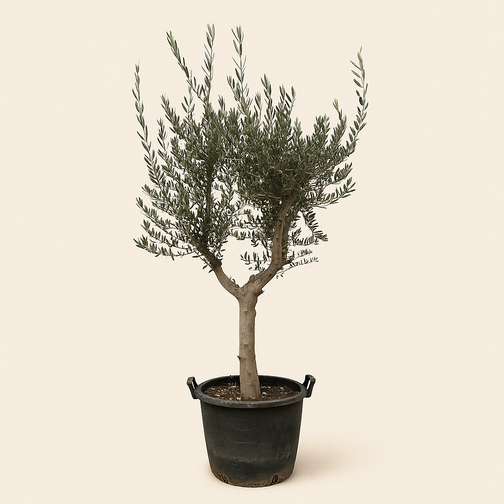 Olivenbaum – Olea europaea 'Cultivo' - 220cm- Ø40 - Luna's Leaf Co. 