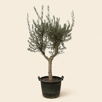 Olivenbaum – Olea europaea 'Cultivo' - 220cm- Ø40 - Luna's Leaf Co. 