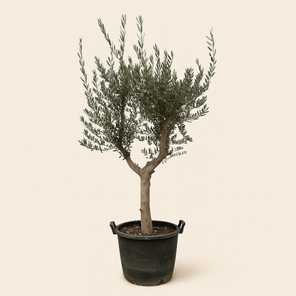Olivenbaum – Olea europaea 'Cultivo' - 220cm- Ø40 - Luna's Leaf Co. 