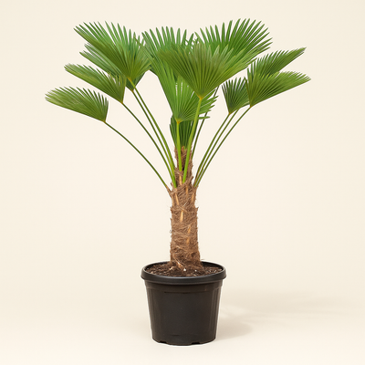 Hanfpalme – Trachycarpus wagnerianus - 130cm - Luna's Leaf Co. 