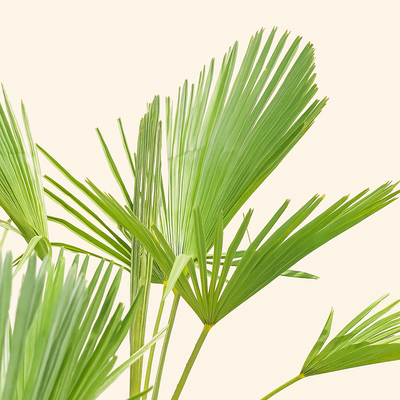 Hanfpalme – Trachycarpus wagnerianus - 130cm - Luna's Leaf Co. 