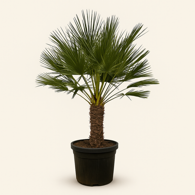 Zwergpalme – Chamaerops humilis - 150 cm - Ø45cm - Luna's Leaf Co. 