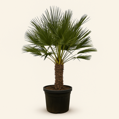 Zwergpalme – Chamaerops humilis - 150 cm - Ø45cm - Luna's Leaf Co. 