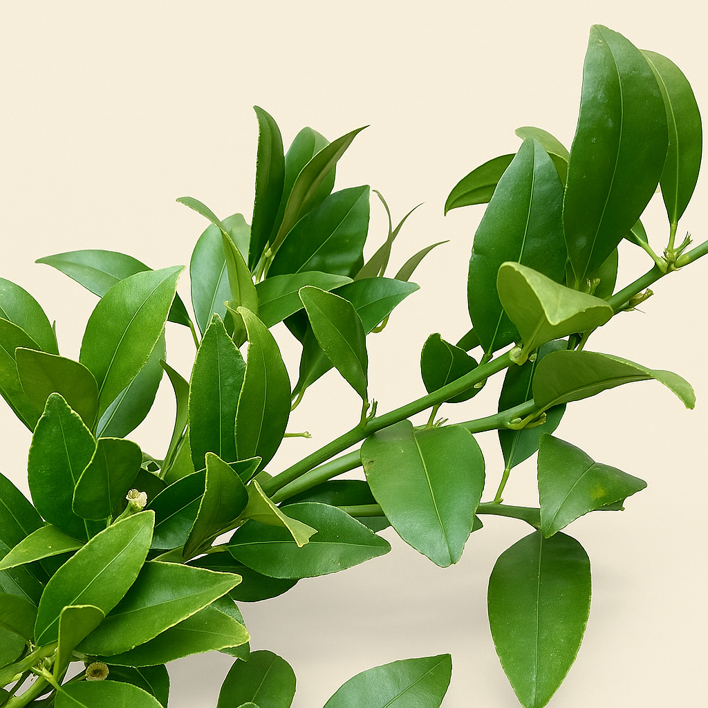 Zitronenbaum – Citrus limon - 200cm - ø40 - Luna's Leaf Co. 