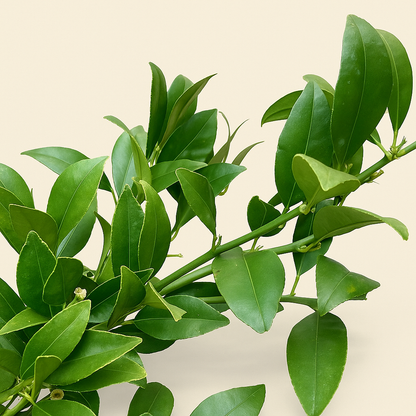 Zitronenbaum – Citrus limon - 200cm - ø40 - Luna's Leaf Co. 