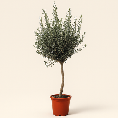 Olivenbaum auf Stamm – Olea europaea - 160cm- Ø24 - Luna's Leaf Co. 