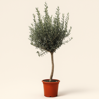 Olivenbaum auf Stamm – Olea europaea - 160cm- Ø24 - Luna's Leaf Co. 