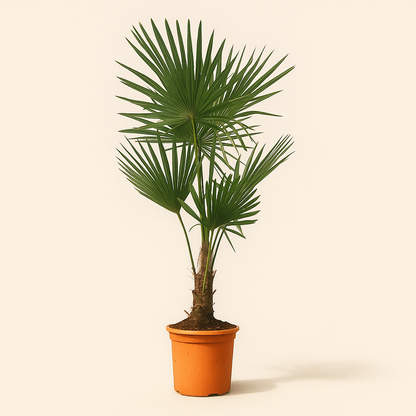 Chinesische Hanfpalme – Trachycarpus fortuneii - 130cm - Ø27 - Luna's Leaf Co. 