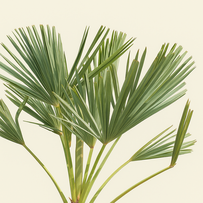 Chinesische Hanfpalme – Trachycarpus fortuneii - 130cm - Ø27 - Luna's Leaf Co. 