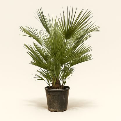 Zwergpalme – Chamaerops humilis - 150cm- ø30 - Luna's Leaf Co. 