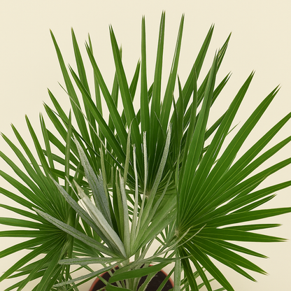 Zwergpalme – Chamaerops humilis - 150cm- ø30 - Luna's Leaf Co. 