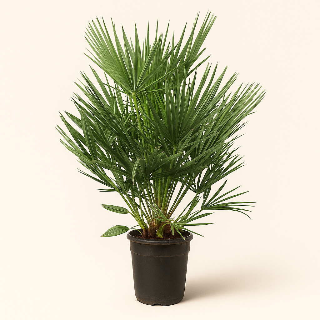 Zwergpalme – Chamaerops humilis - 100cm - Ø21 - Luna's Leaf Co. 