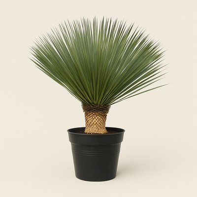 Kerzen-Palmlilie – Yucca rostrata - 110 cm - Ø40 - Luna's Leaf Co. 