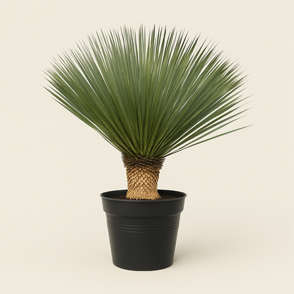 Kerzen-Palmlilie – Yucca rostrata - 90 cm- Ø38 - Luna's Leaf Co. 