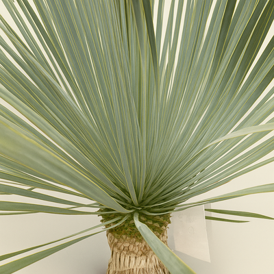 Kerzen-Palmlilie – Yucca rostrata - 60 cm - ø24cm - Luna's Leaf Co. 