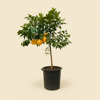 Grapefruitbaum – Citrus Pompelmo - 150 cm - ø40 - Luna's Leaf Co. 