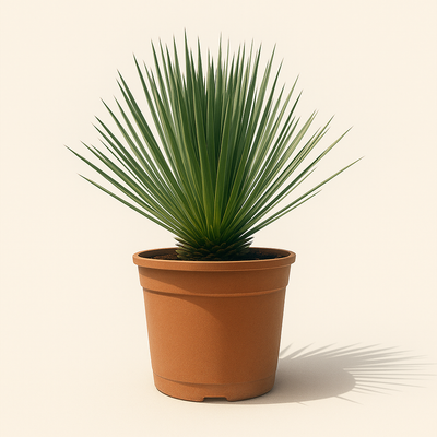 Kerzen-Palmlilie – Yucca rostrata - 60 cm - ø24cm - Luna's Leaf Co. 