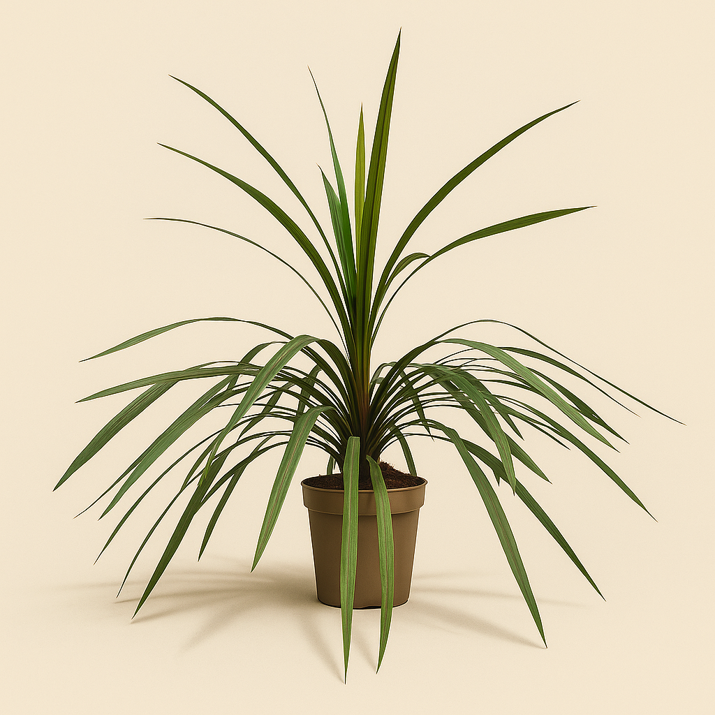 Keulenlilie 'Peko' – Cordyline fruticosa 'Peko' - 90 cm - Ø24cm - Luna's Leaf Co. 