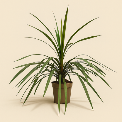 Keulenlilie 'Peko' – Cordyline fruticosa 'Peko' - 90 cm - Ø24cm - Luna's Leaf Co. 