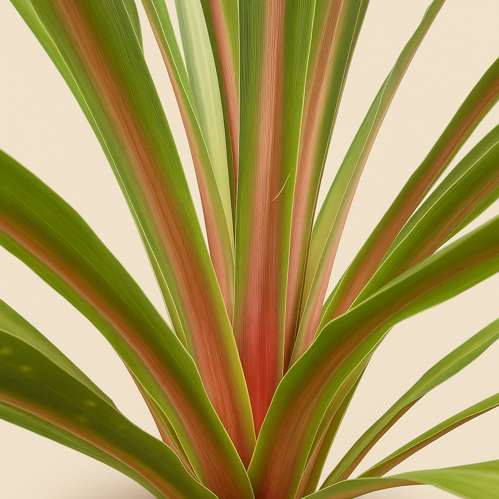 Keulenlilie 'Peko' – Cordyline fruticosa 'Peko' - 90 cm - Ø24cm - Luna's Leaf Co. 