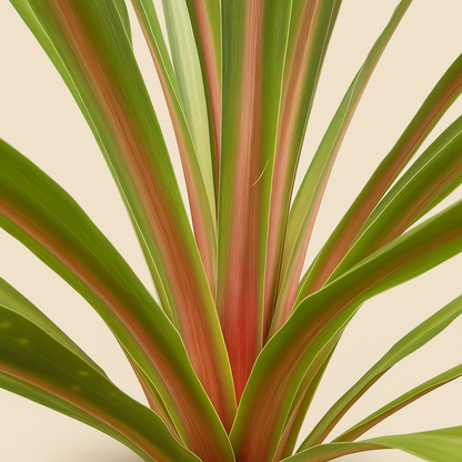 Keulenlilie 'Peko' – Cordyline fruticosa 'Peko' - 90 cm - Ø24cm - Luna's Leaf Co. 