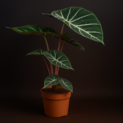 Premium Alocasia Pink Dragon – Alocasia pink dragon - 60 cm - Ø17cm - Luna's Leaf Co. 