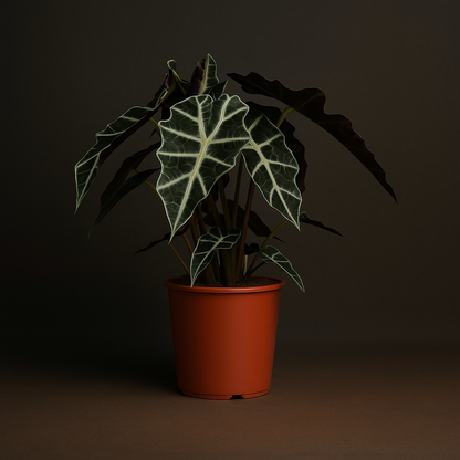 Premium Alocasia Polly – Alocasia amazonica Polly - 45 cm - Ø17cm