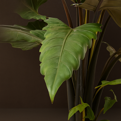 Premium Alocasia Lauterbachiana - 80 cm - Ø19cm - Luna's Leaf Co. 