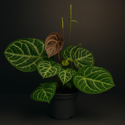 Premium Anthurium Crystal Hybride - 4o cm - Ø17cm - Luna's Leaf Co. 