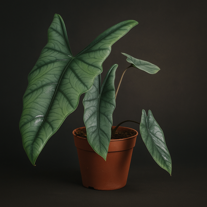Premium Alocasia Heterophylla - 25 cm - Ø12cm - Luna's Leaf Co. 