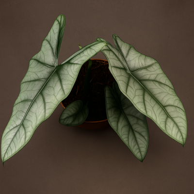 Premium Alocasia Heterophylla - 25 cm - Ø12cm - Luna's Leaf Co. 
