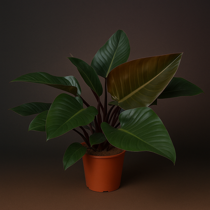Premium Philodendron Congo Red - 80 cm - Ø27cm - Luna's Leaf Co. 