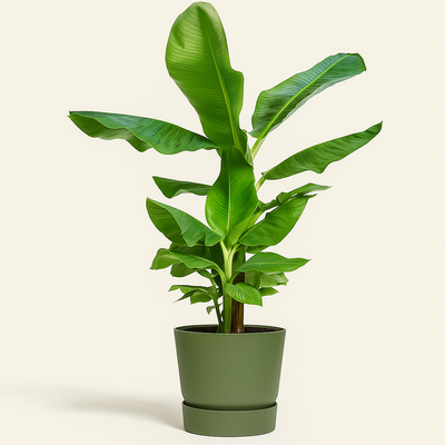 elho Greenville Rundtopf grün – M – Ø24 cm, Höhe 23 cm - Luna's Leaf Co. 