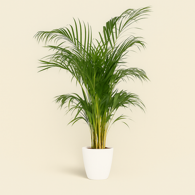 elho Brussels Rundtopf weiß - M - Ø20 cm, Höhe 19 cm - Luna's Leaf Co. 