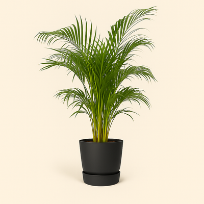 elho Greenville Rundtopf schwarz – L – Ø30 cm, Höhe 28 cm - Luna's Leaf Co. 