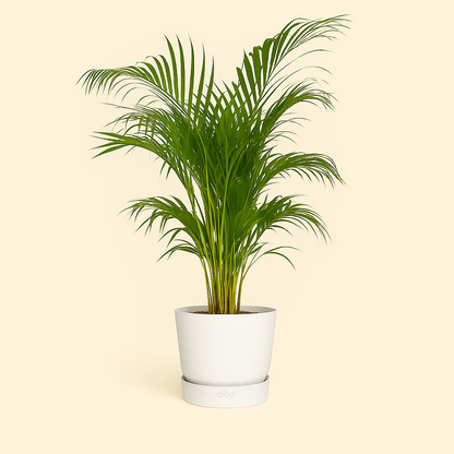 elho Greenville Rundtopf weiß – M – Ø24 cm, Höhe 23 cm - Luna's Leaf Co. 