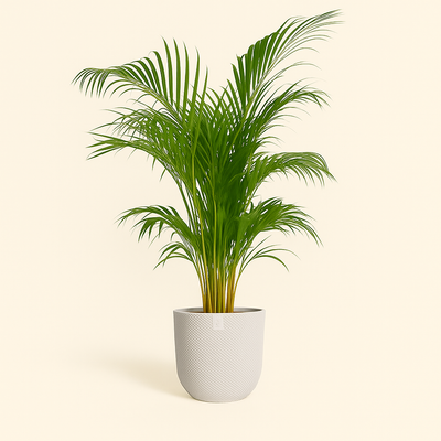 elho Jazz Rundtopf weiß – M – Ø23 cm, Höhe 21 cm - Luna's Leaf Co. 