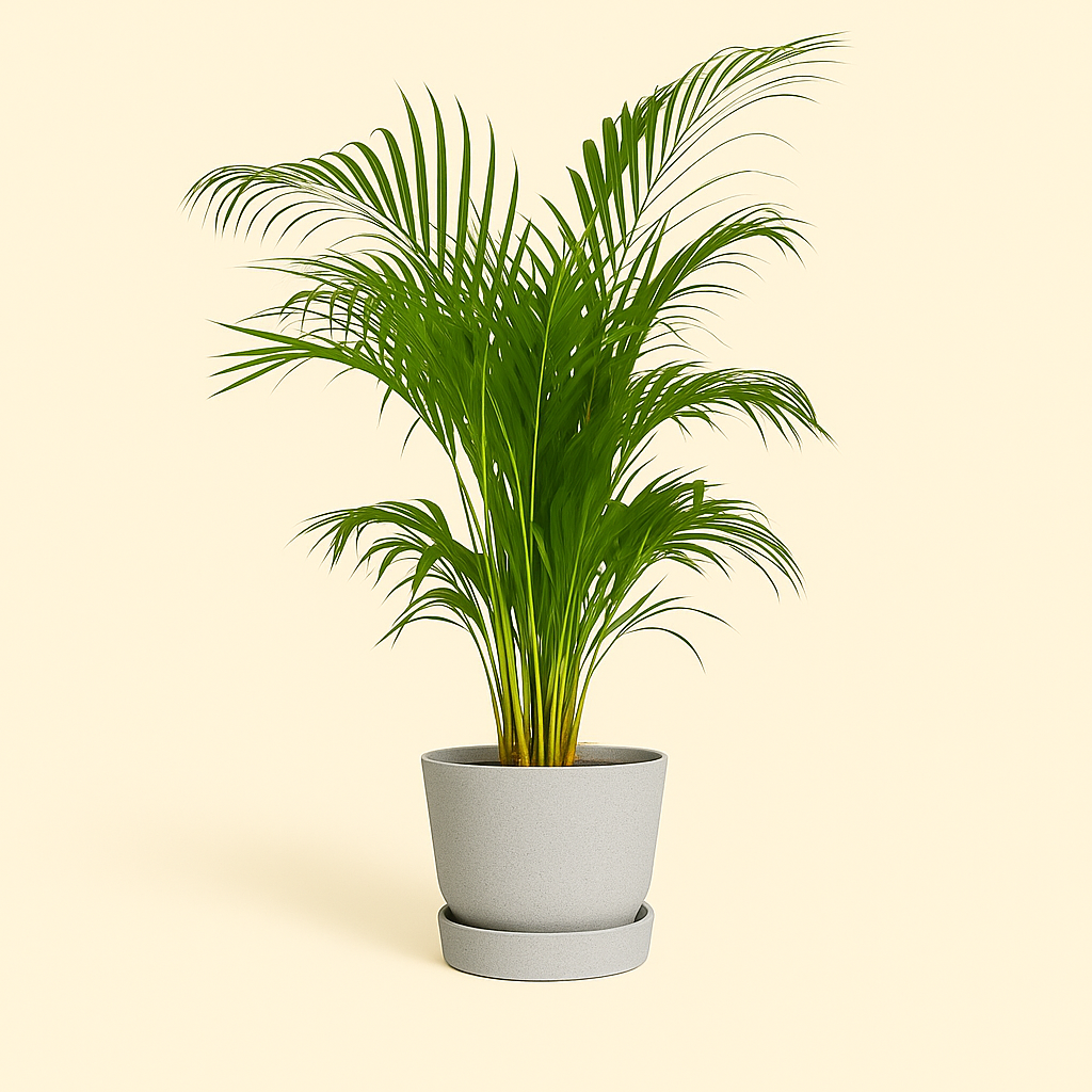 elho Greenville Rundtopf grau – M – Ø24 cm, Höhe 23 cm - Luna's Leaf Co. 