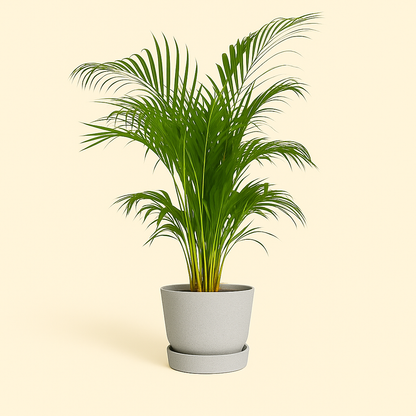 elho Greenville Rundtopf grau – M – Ø24 cm, Höhe 23 cm - Luna's Leaf Co. 
