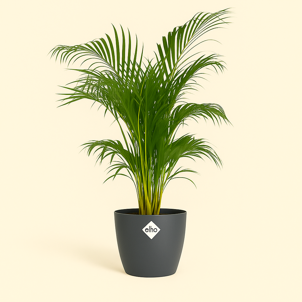 elho Brussels Rundtopf anthrazit – L – Ø30 cm, Höhe 27 cm - Luna's Leaf Co. 