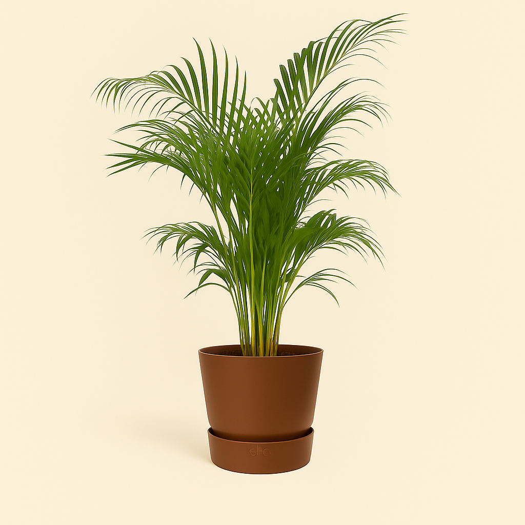 elho Greenville Rundtopf braun – L – Ø30 cm, Höhe 28 cm - Luna's Leaf Co. 