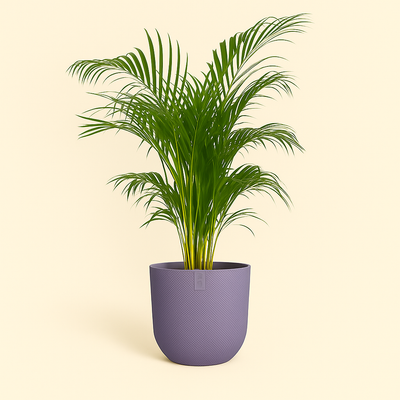 elho Jazz Rundtopf lavendel-lila – M – Ø26 cm, Höhe 24 cm - Luna's Leaf Co. 