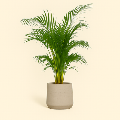 Topf beige gewaschen – L – Ø58 cm, Höhe 50 cm - Luna's Leaf Co. 