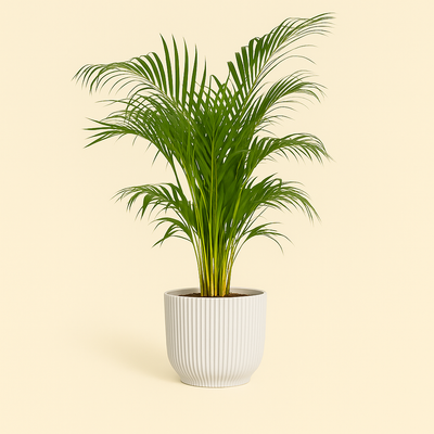 elho Vibes Fold Rundtopf weiß – M – Ø25 cm, Höhe 23 cm - Luna's Leaf Co. 