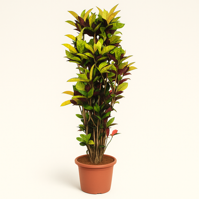 Croton Iceton – Codiaeum variegatum 'Iceton' - 190 cm - ø45 - Luna's Leaf Co. 