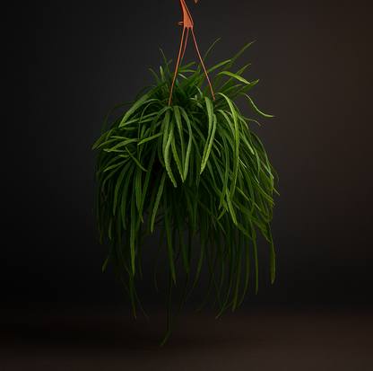 Premium Lepismium Bolivianum - 25cm - ø 17cm - Luna's Leaf Co. 