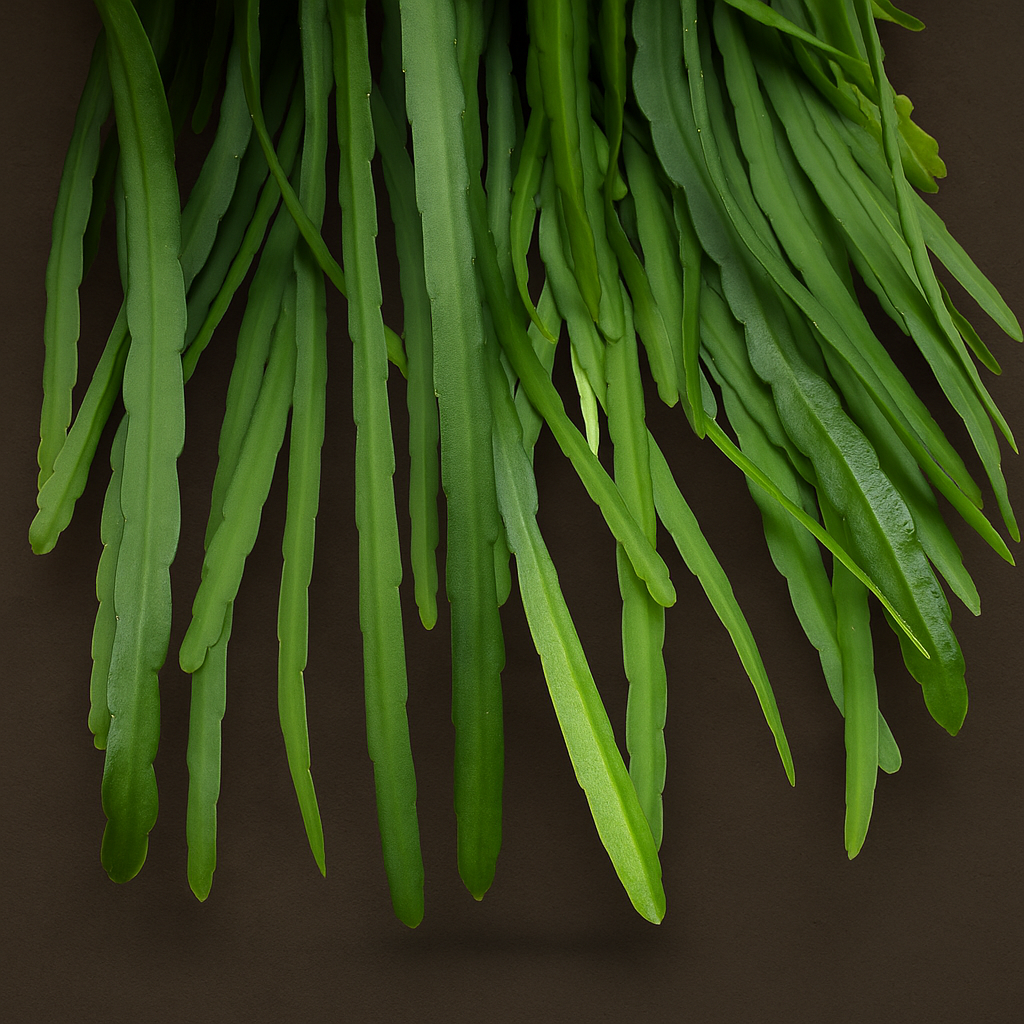 Premium Lepismium Bolivianum - 25cm - ø 17cm - Luna's Leaf Co. 