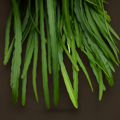 Premium Lepismium Bolivianum - 25cm - ø 17cm - Luna's Leaf Co. 